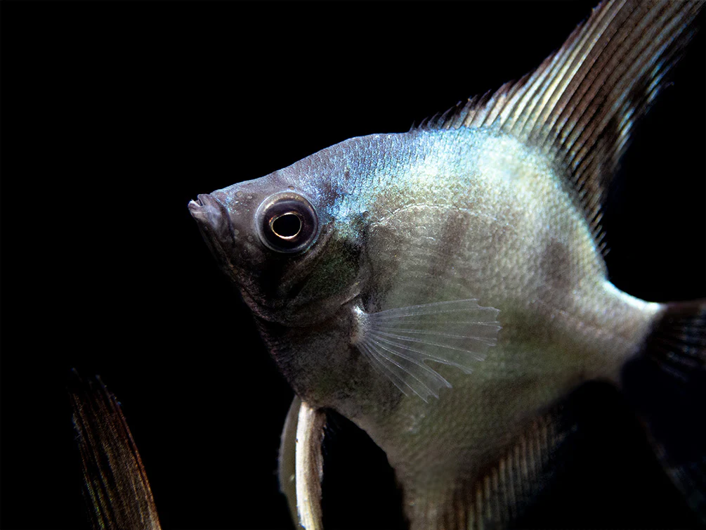 Avatar Turkey Green Angelfish (Pterophyllum scalare 