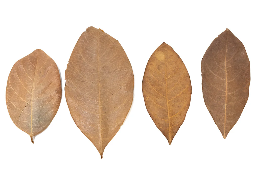 Jackfruit Leaves - Nestor' Aquariums & Pets