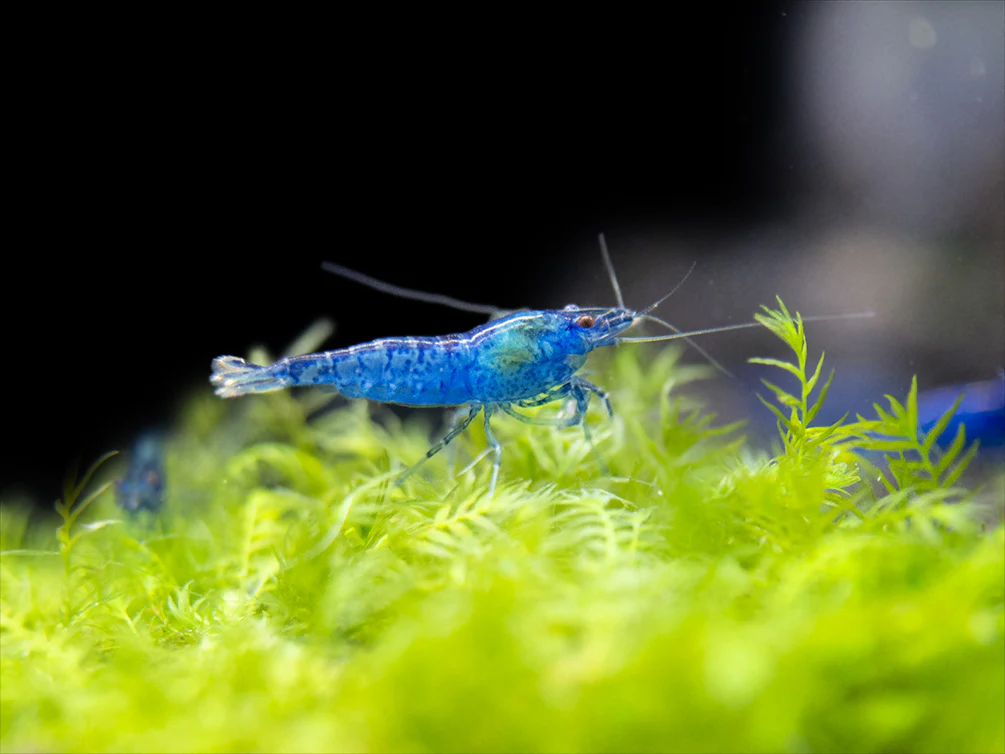 Dream Blue Velvet Shrimp Breeder Combo Box - Nestor' Aquariums & Pets