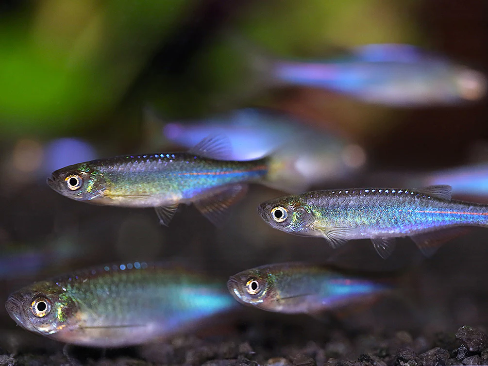 Pearl Danio (Danio albolineatus) – Tank Bred - Nestor' Aquariums & Pets