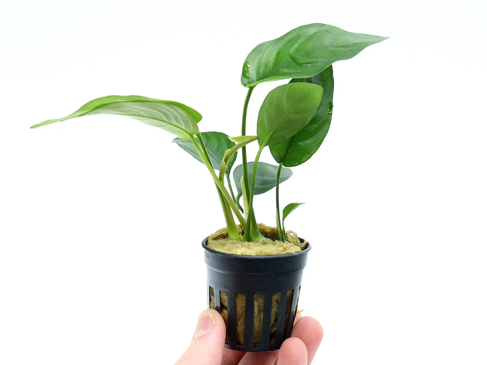 Nana Anubias Tropica (Anubias barteri var. nana 'Tropica') - Nestor' Aquariums & Pets