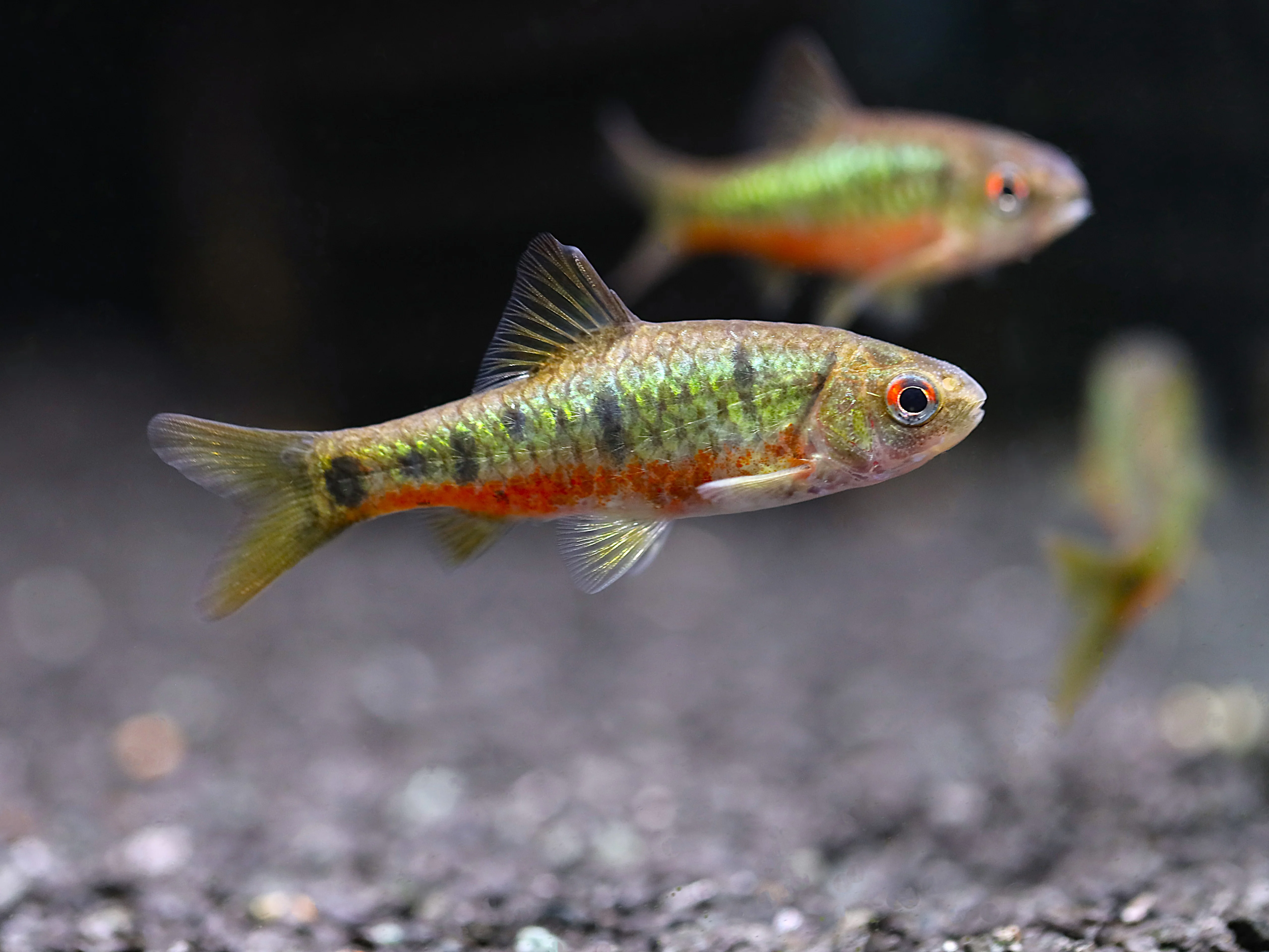 Schuberti Barb (Barbodes semifasciolatus var. schuberti) – Tank-Bred - Nestor' Aquariums & Pets