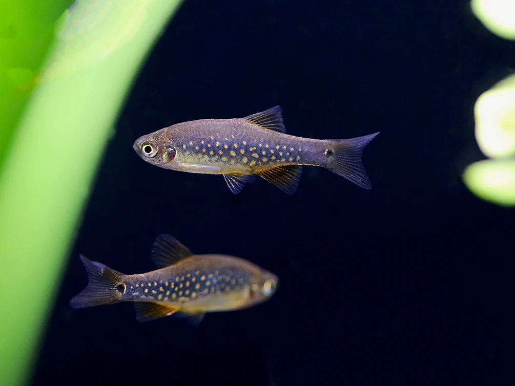 Celestial-Emerald Danio Hybrid AKA Hybrid Galaxy Microrasbora (Danio margaritatus x Danio erythromicron) – Tank Bred - Nestor' Aquariums & Pets