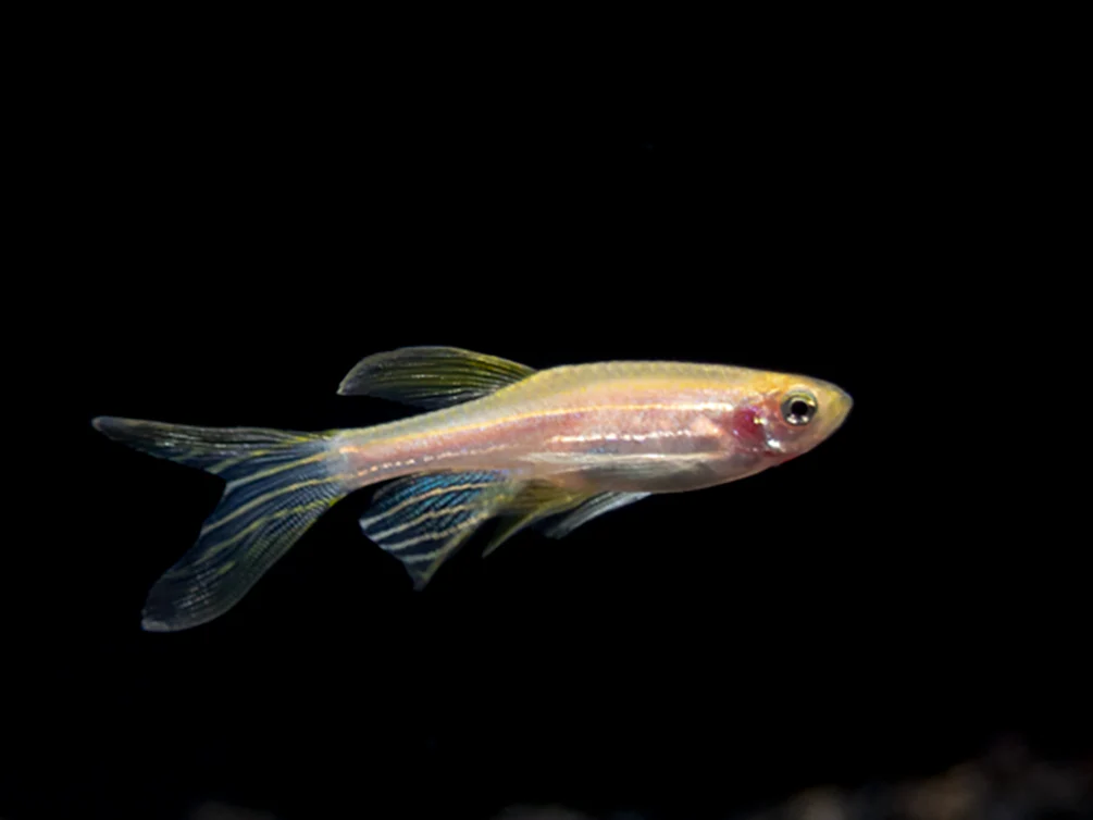 Longfin Golden Zebra Danio (Brachydanio rerio) - Tank Bred - Nestor' Aquariums & Pets