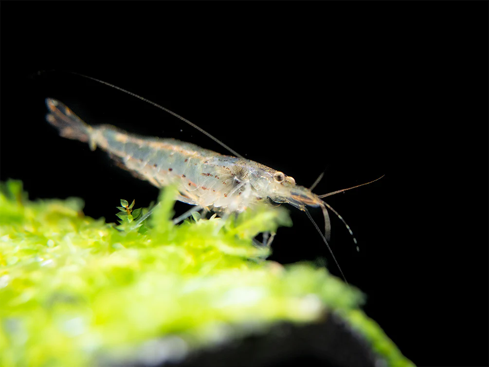 Amano AKA Yamato Shrimp (Caridina multidentata), CAPTIVE-BRED! - Nestor' Aquariums & Pets