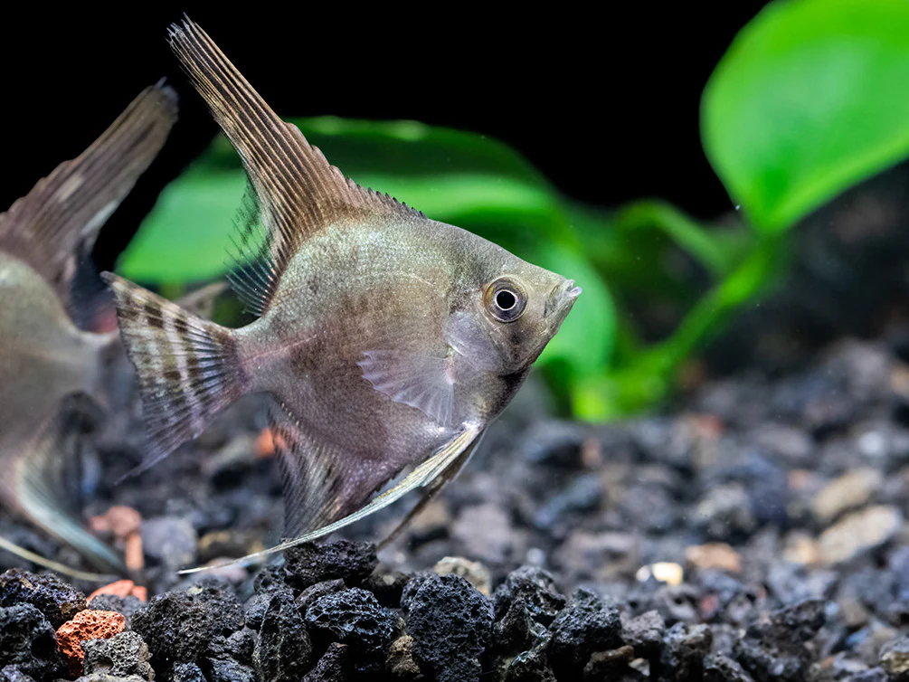 Philippine Blue Smokey Angelfish (Pterophyllum scalare) - TANK-BRED! - Nestor' Aquariums & Pets