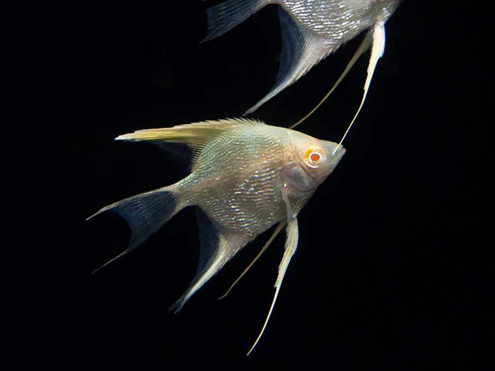 Albino Angelfish (Pterophyllum scalare), Tank Bred - Nestor' Aquariums & Pets