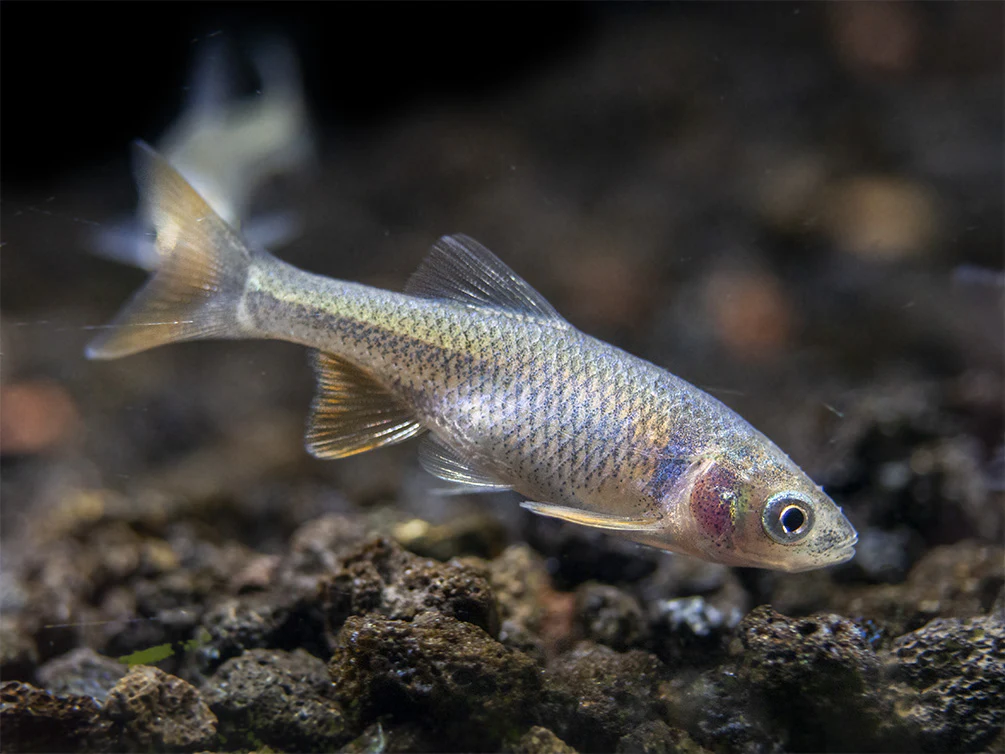 Red Shiner (Cyprinella lutrensis), Tank-Bred! - Nestor' Aquariums & Pets