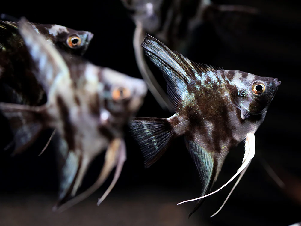 Blue Turquoise Marble Angelfish (Pterophyllum scalare) – Tank Bred - Nestor' Aquariums & Pets
