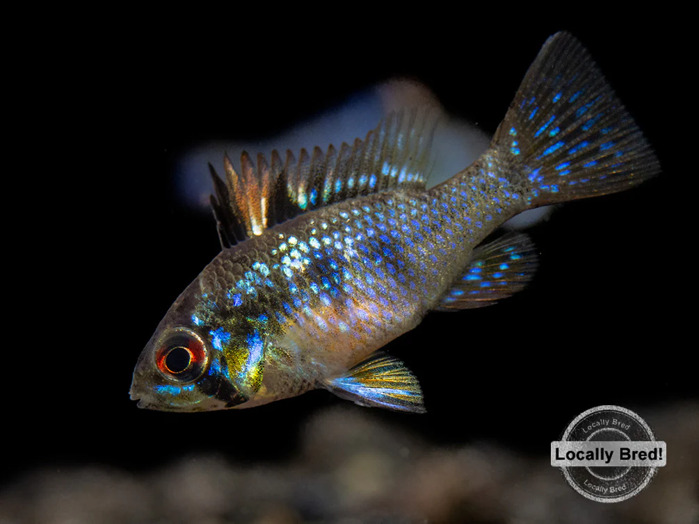 German Blue Ram Dwarf Cichlid (Mikrogeophagus ramirezi) - LOCALLY BRED!!! - Nestor' Aquariums & Pets