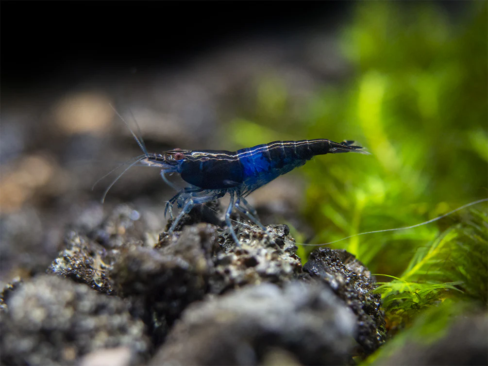 Blue Rili Shrimp (Neocaridina davidi), Tank-Bred - Nestor' Aquariums & Pets