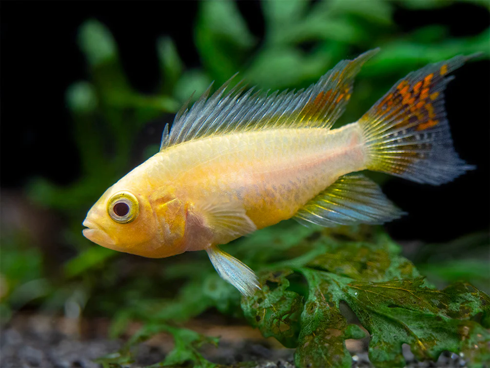 Platinum Double Red Cockatoo Dwarf Cichlid (Apistogramma cacatuoides) - TANK-BRED!!! - Nestor' Aquariums & Pets