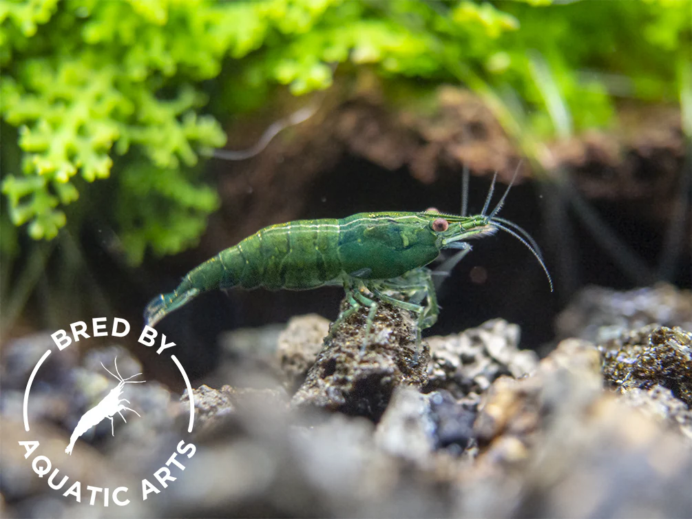 Bred By Aquatic Arts Neocaridina Shrimp Combo Box (Neocaridina davidi) - Nestor' Aquariums & Pets