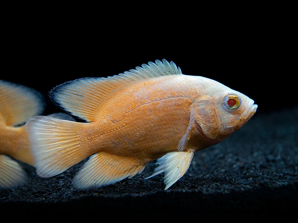 Albino Red Oscar (Astronotus ocellatus), Tank-Bred - Nestor' Aquariums & Pets