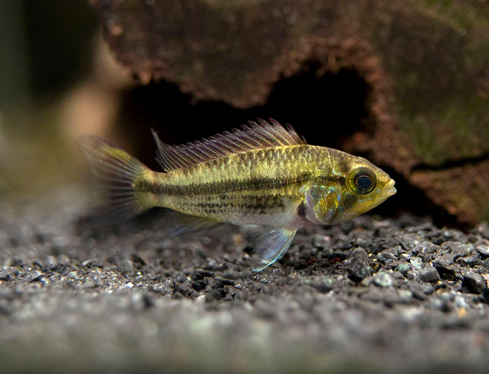 Cockatoo Dwarf Cichlid (Apistogramma cacatuoides) - Nestor' Aquariums & Pets