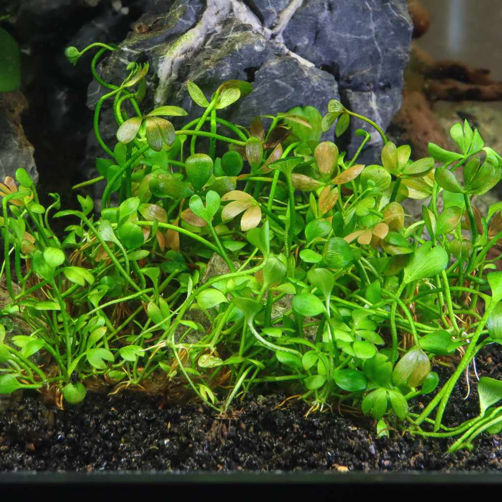 Marsilea Hirsuta Tissue Culture - Nestor' Aquariums & Pets