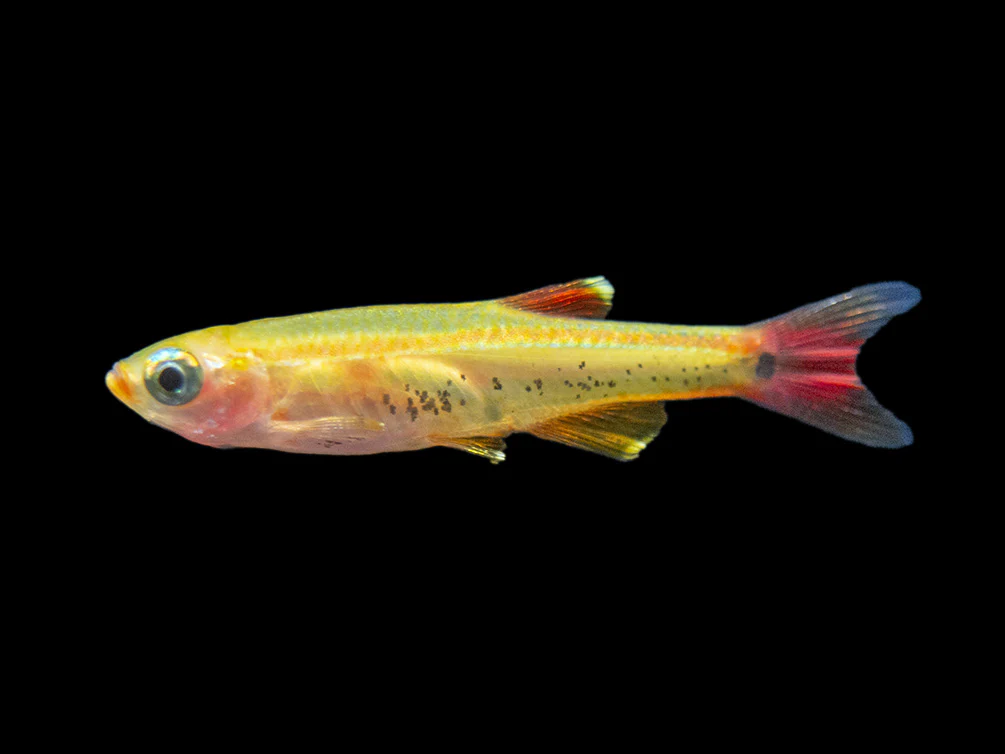Gold White Cloud Mountain Minnow (Tanichthys albonubes 