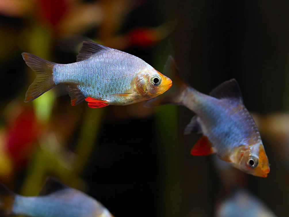 Platinum Green Tiger Barb (Puntigrus tetrazona) – Tank Bred - Nestor' Aquariums & Pets