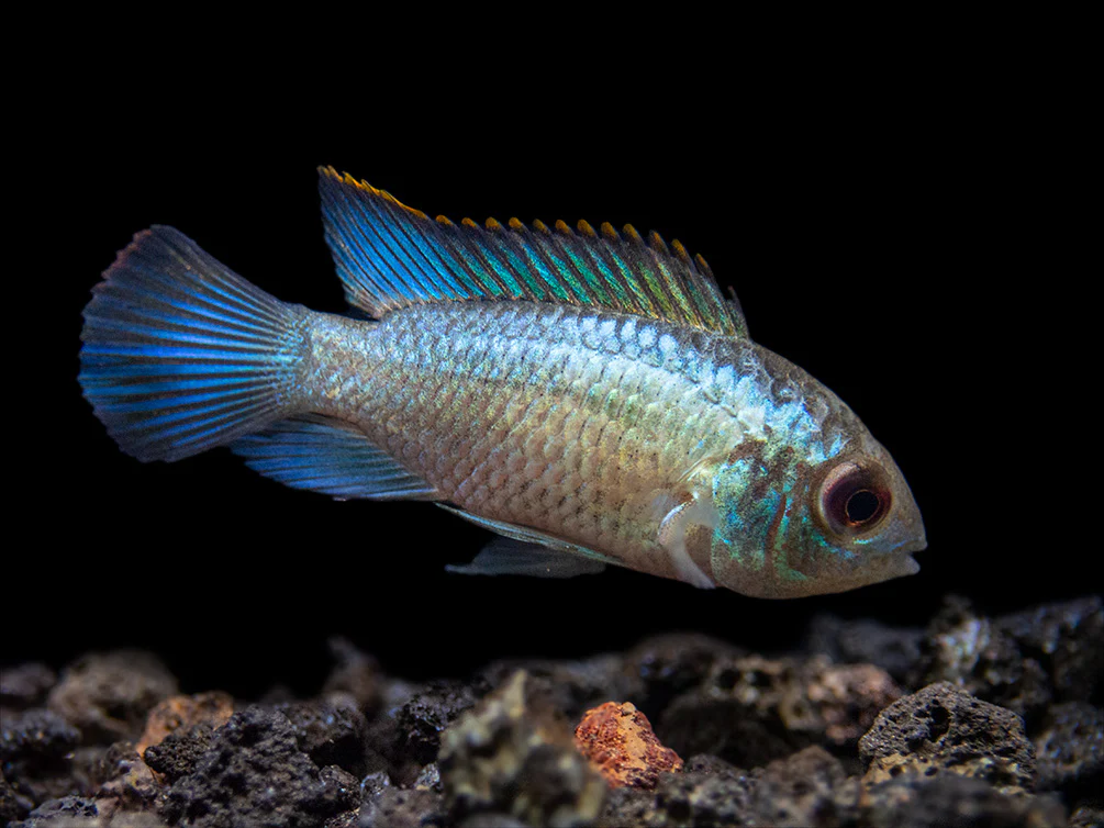 Electric Blue Acara Cichlid (Andinoacara pulcher hybrid), USA-Bred - Nestor' Aquariums & Pets