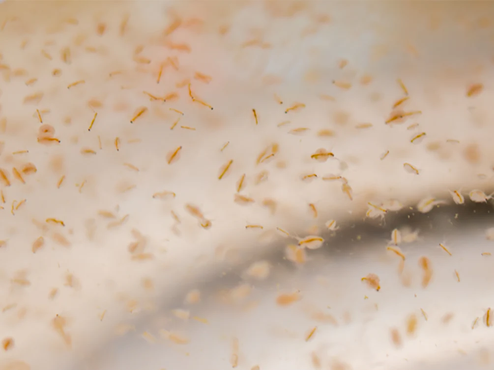 Live Moina Macrocopa (Water Flea) Culture - Aquatic Arts - Nestor' Aquariums & Pets