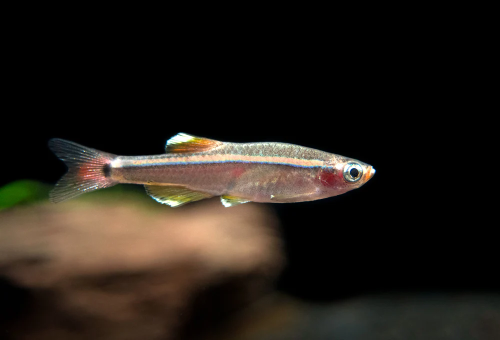 White Cloud Mountain Minnow (Tanichthys albonubes), Tank-Bred - Nestor' Aquariums & Pets
