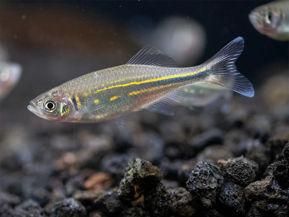 Giant Danio (Devario aequipinnatus), Tank-Bred! - Nestor' Aquariums & Pets