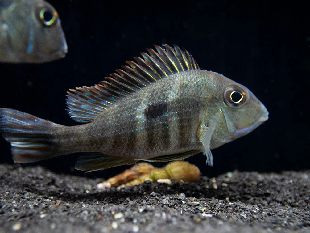 Red/Orange Head Tapajos Eartheater (Geophagus sp.), Tank-Bred! - Nestor' Aquariums & Pets