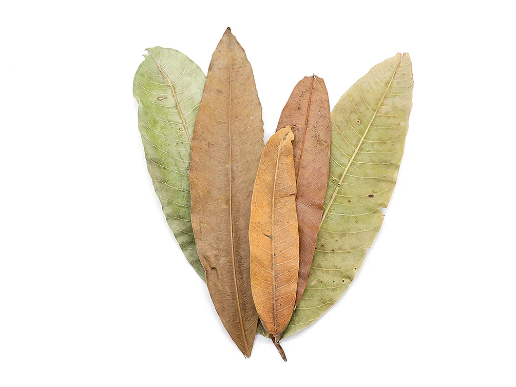 Aquatic Arts Mango Leaves (Mangifera indica) — Dried Botanicals - Nestor' Aquariums & Pets