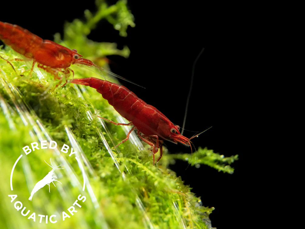 Bred By Aquatic Arts Neocaridina Shrimp Combo Box (Neocaridina davidi) - Nestor' Aquariums & Pets