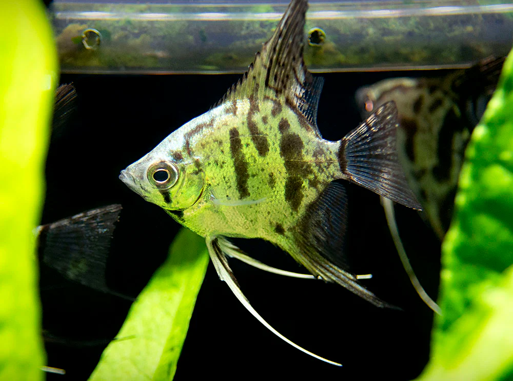 Clown Angelfish (Pterophyllum scalare 