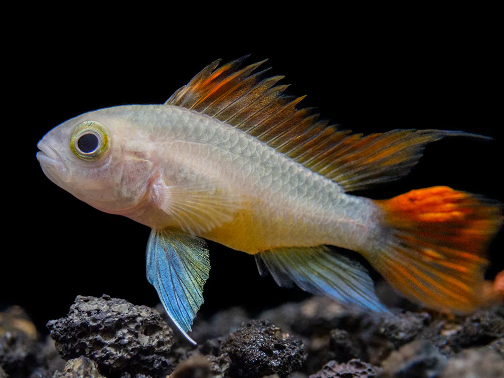 Platinum Orange Flash Cockatoo Dwarf Cichlid (Apistogramma cacatuoides) - TANK-BRED! - Nestor' Aquariums & Pets