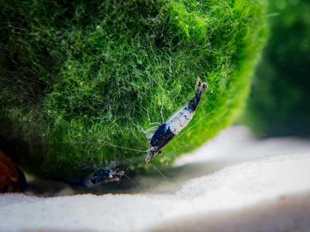 Carbon Rili Shrimp (Neocaridina davidi), Tank-Bred - Nestor' Aquariums & Pets