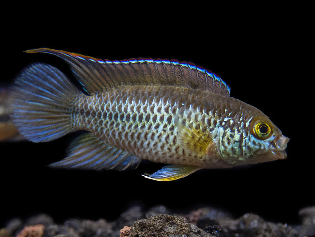 Golden Dwarf Cichlid (Nannacara anomala), - Tank Bred - Nestor' Aquariums & Pets