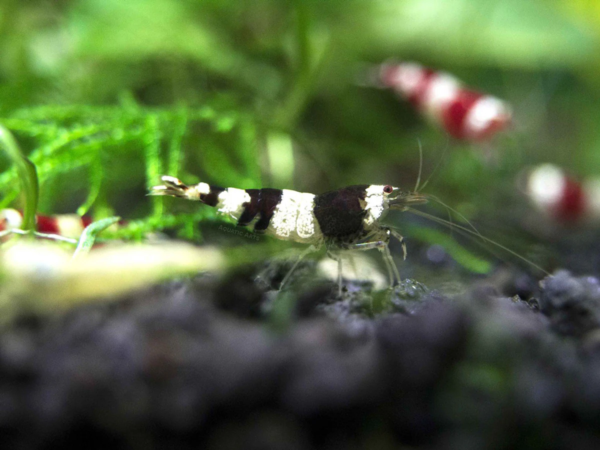 Crystal Black Shrimp (Caridina cantonensis, A-S Grade), Tank-Bred - Nestor' Aquariums & Pets
