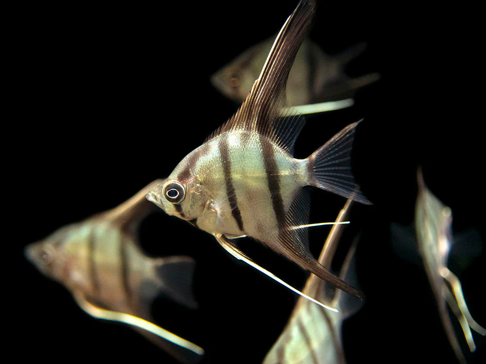 Red Shoulder Manacapuru Angelfish (Pterophyllum scalare) - TANK-BRED!!! - Nestor' Aquariums & Pets