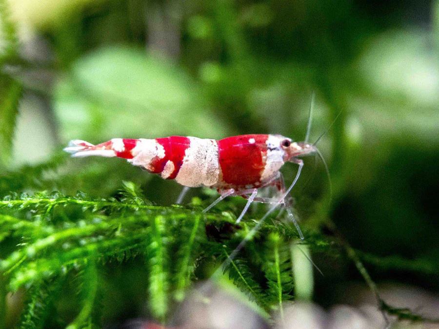 Crystal Red Shrimp (Caridina cantonensis, A-S Grade), Tank-Bred - Nestor' Aquariums & Pets