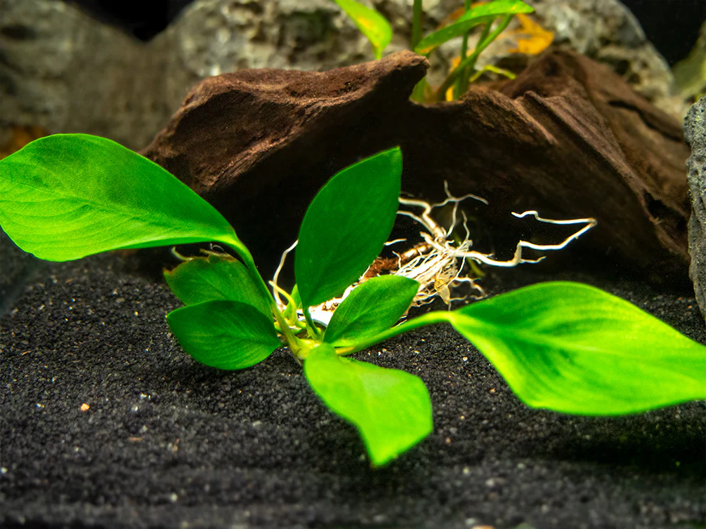 Anubias Nancon (Anubias barteri 