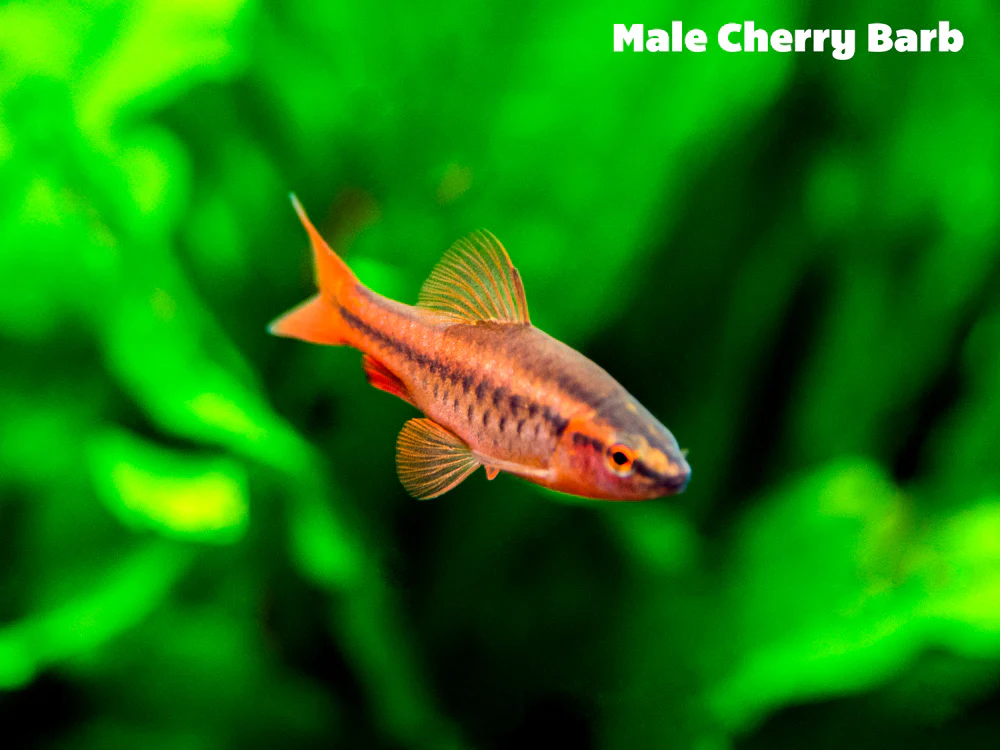 Cherry Barb (Puntius titteya), Tank-Bred - Nestor' Aquariums & Pets