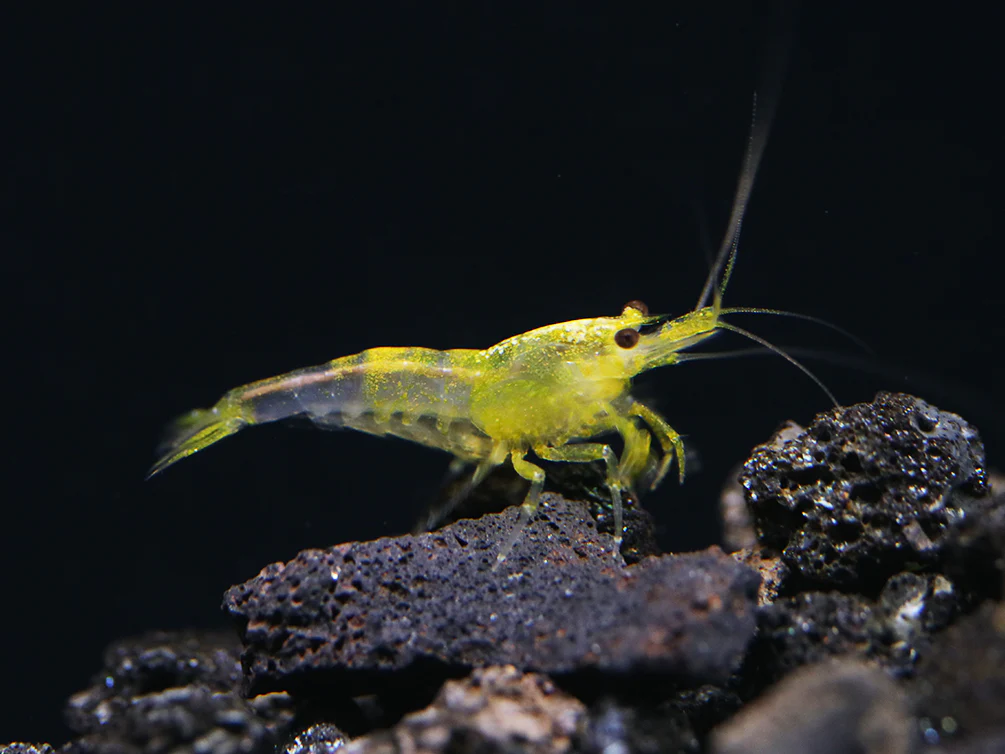 Yellow Cherry Shrimp (Neocaridina davidi) - Bred by Aquatic Arts - Nestor' Aquariums & Pets