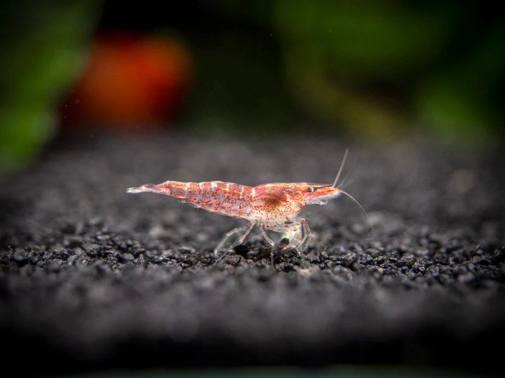 Sakura Red Cherry Shrimp Breeder Combo Box - Nestor' Aquariums & Pets