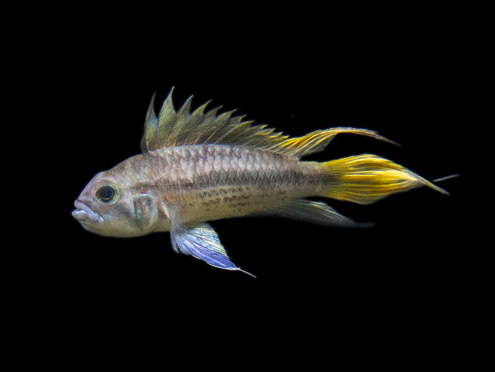 Yellow Flash Cockatoo Dwarf Cichlid (Apistogramma cacatuoides), Tank-Bred - Nestor' Aquariums & Pets