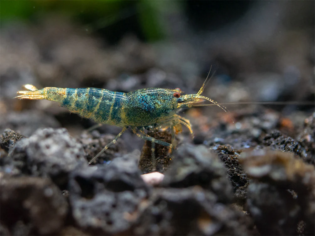 Blue Bolt Shrimp (Caridina cantonensis var. “Blue Bolt”), A-S Grade, Tank-Bred - Nestor' Aquariums & Pets