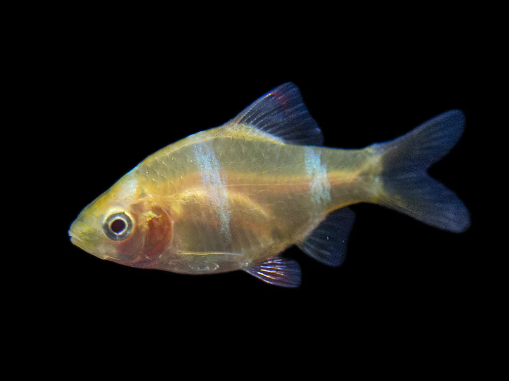 Albino Tiger Barb (Puntigrus tetrazona), Tank-Bred - Nestor' Aquariums & Pets