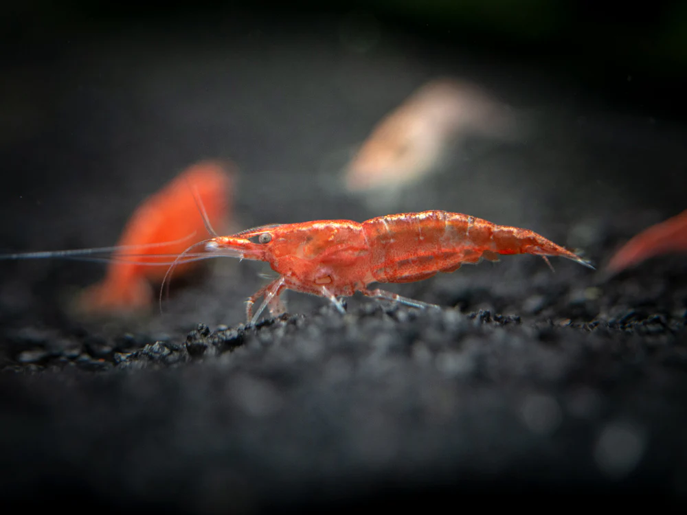 Sakura Red Cherry Shrimp Breeder Combo Box - Nestor' Aquariums & Pets