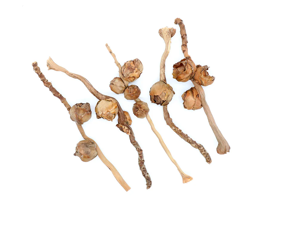 Coconut Petals - Nestor' Aquariums & Pets