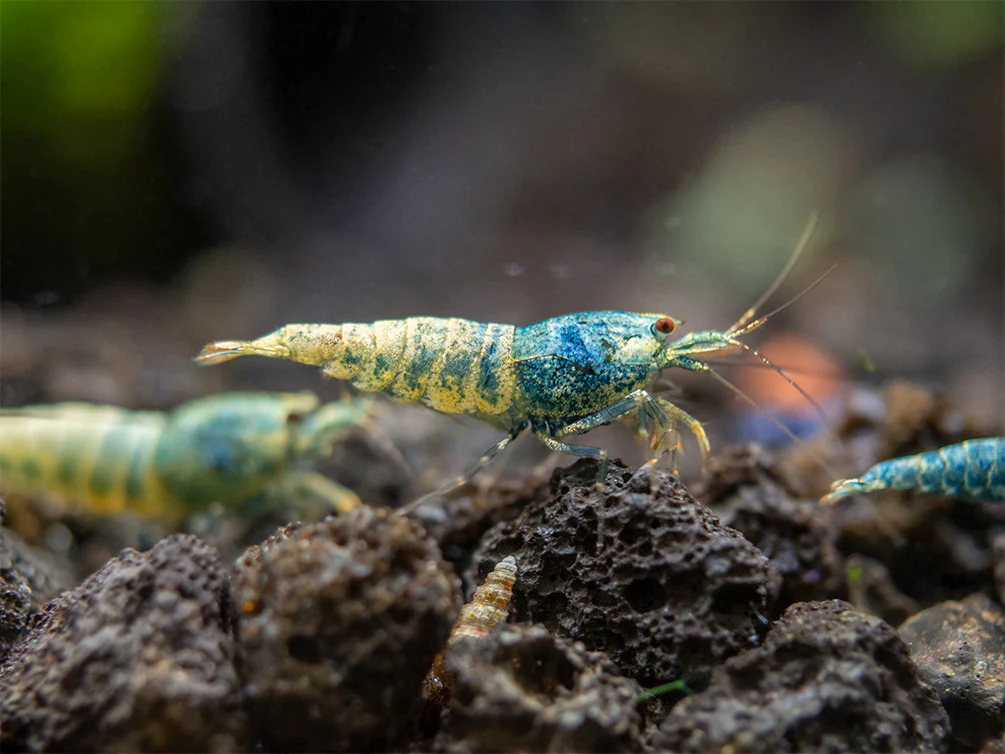 Blue Bolt Shrimp (Caridina cantonensis var. “Blue Bolt”), A-S Grade, Tank-Bred - Nestor' Aquariums & Pets