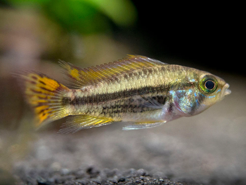 Cockatoo Dwarf Cichlid (Apistogramma cacatuoides) - Nestor' Aquariums & Pets