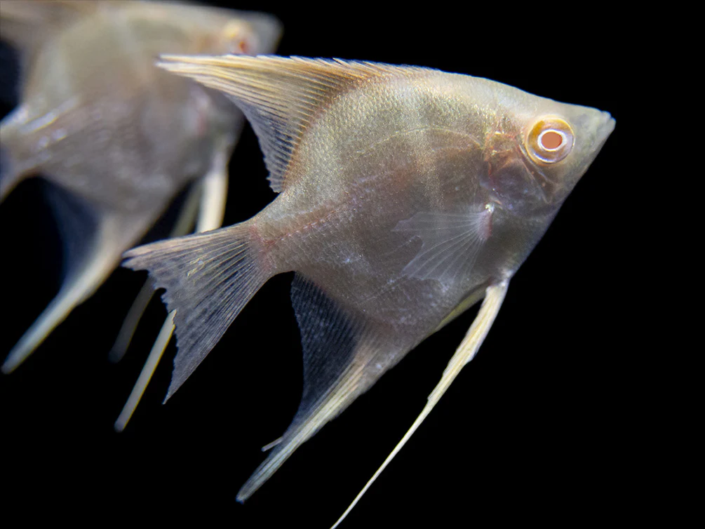 Albino Peruvian Altum Angelfish (Pterophyllum scalare 