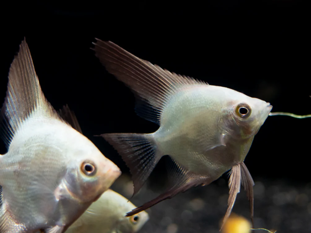 Bulgarian Green Seal Point Angelfish (Pterophyllum Scalare ) - Tank Bred - Nestor' Aquariums & Pets