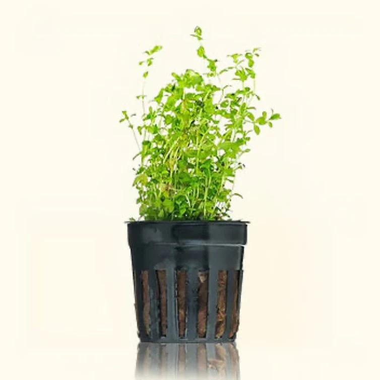 Pearl Weed - Nestor' Aquariums & Pets